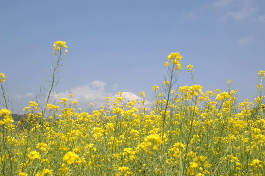 菜花越しの富士