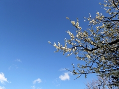 早春の空