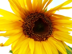 ひまわりの花