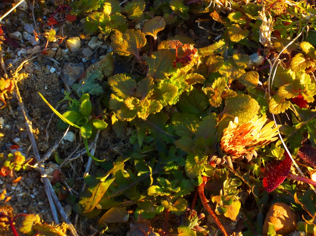 夕暮れタンポポ