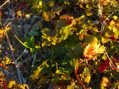 夕暮れタンポポ