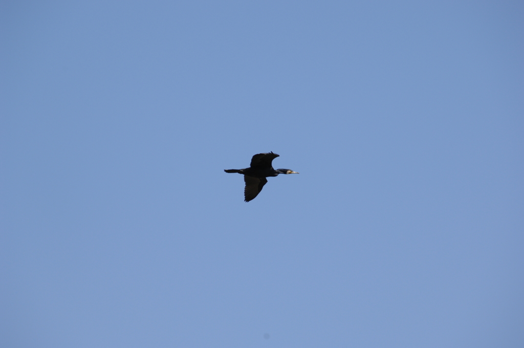 カワウの飛翔