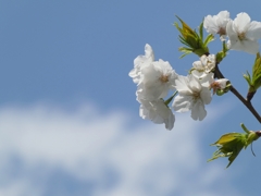 桜越し