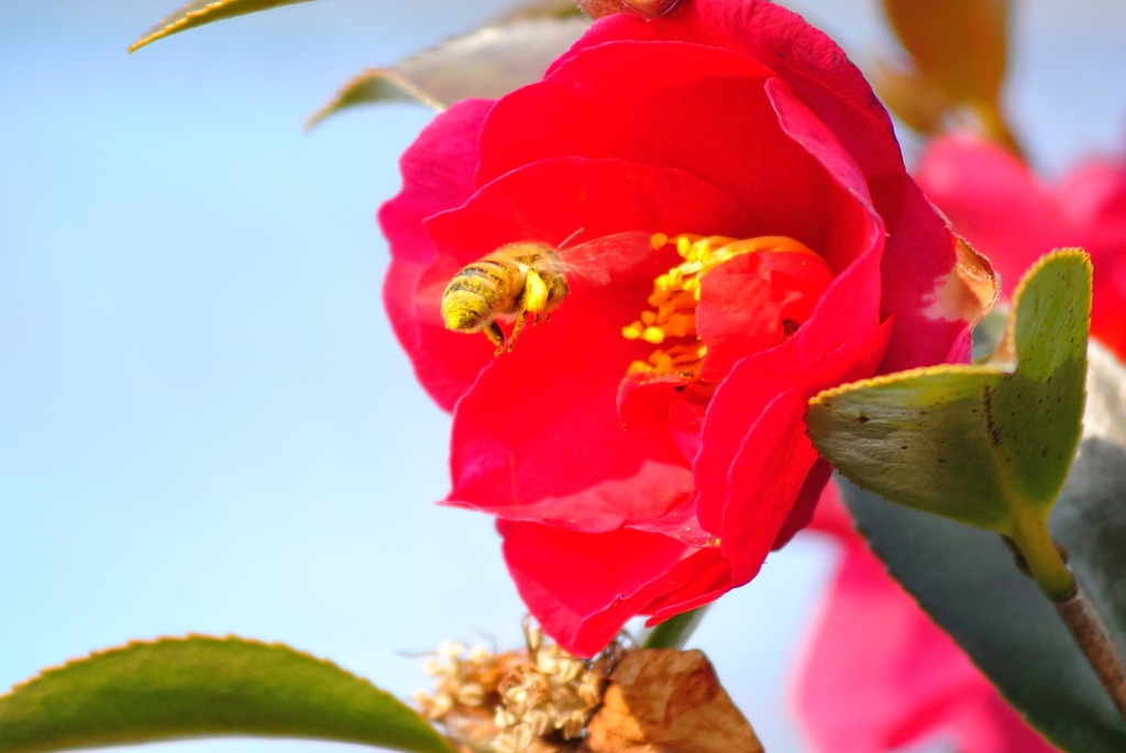 飛ぶ蜜蜂