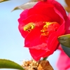 飛ぶ蜜蜂