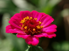 ピンクの花
