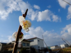 日を浴びて