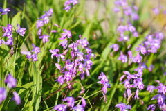 紫の花