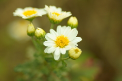 小菊
