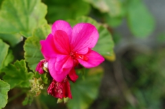 濃いピンクの花