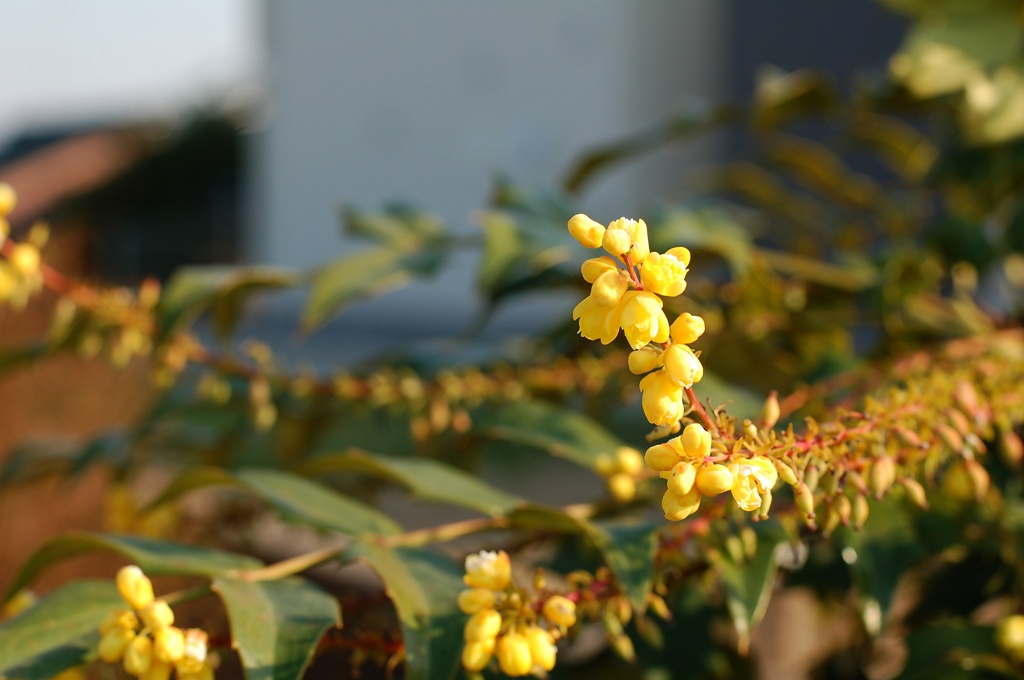 黄色い小花