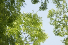 見上げてみると