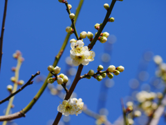梅の花