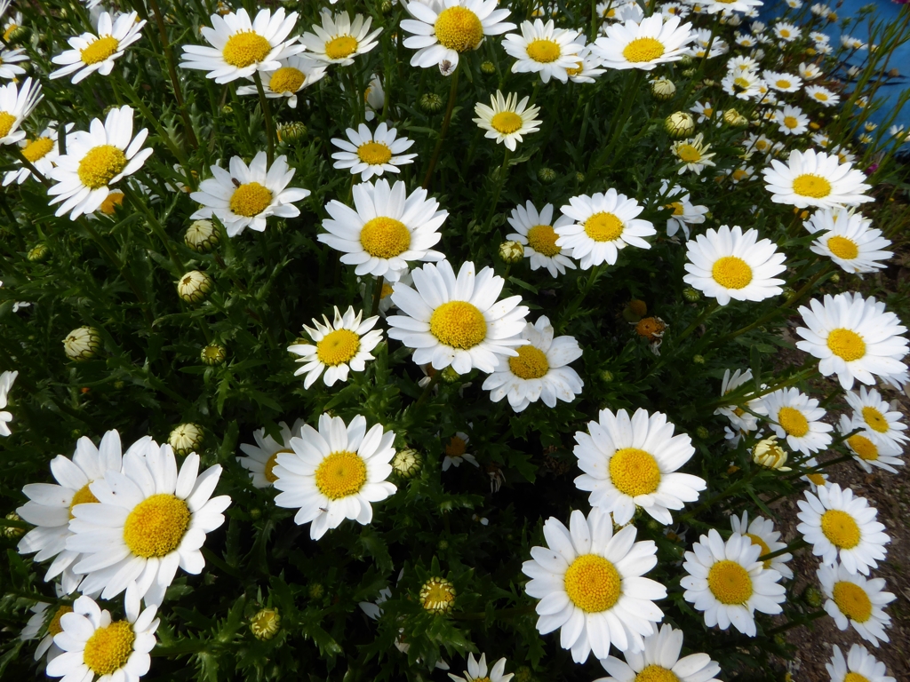 花、花