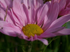 薄桃菊