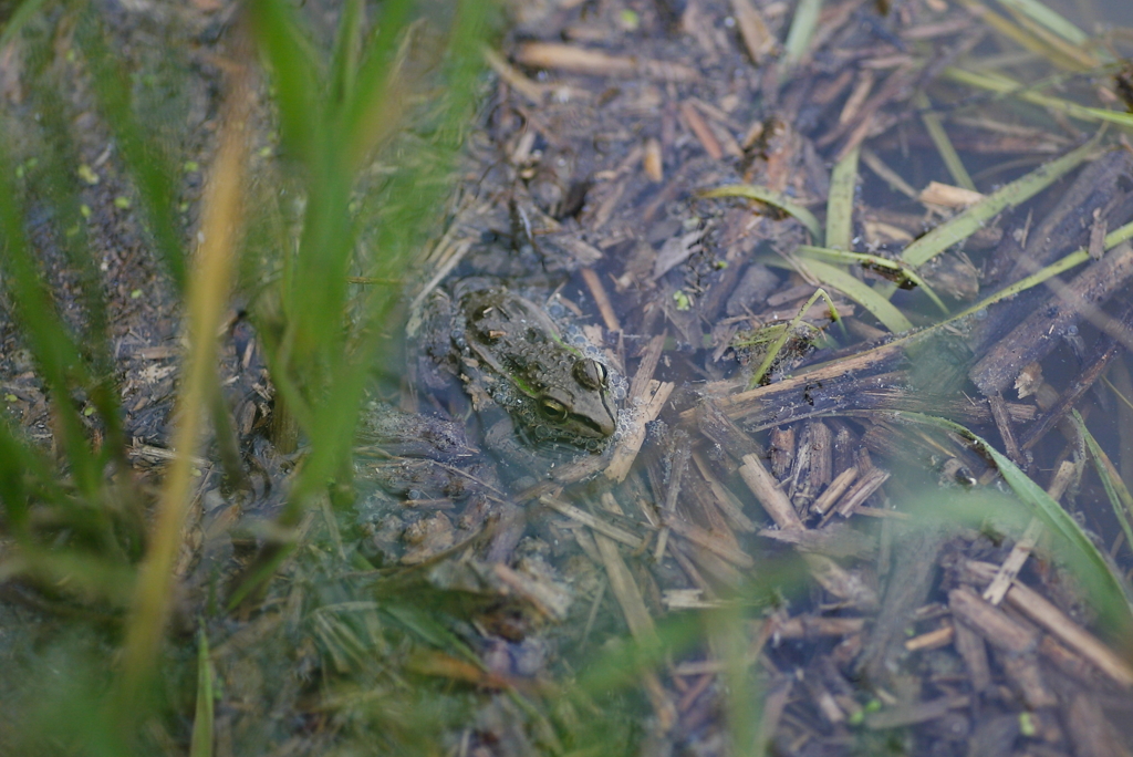 トノサマガエル