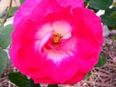 鮮やかなピンクのバラ