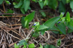 露草