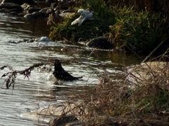 カラスの行水