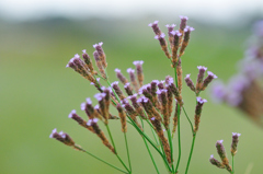 野草