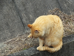 福よ来いニャン！