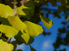 イチョウの葉
