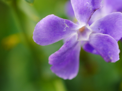 紫の花