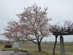 桜の木