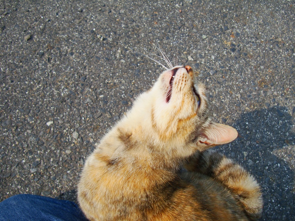 しゃちほこ
