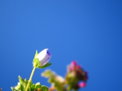 コラボレーション