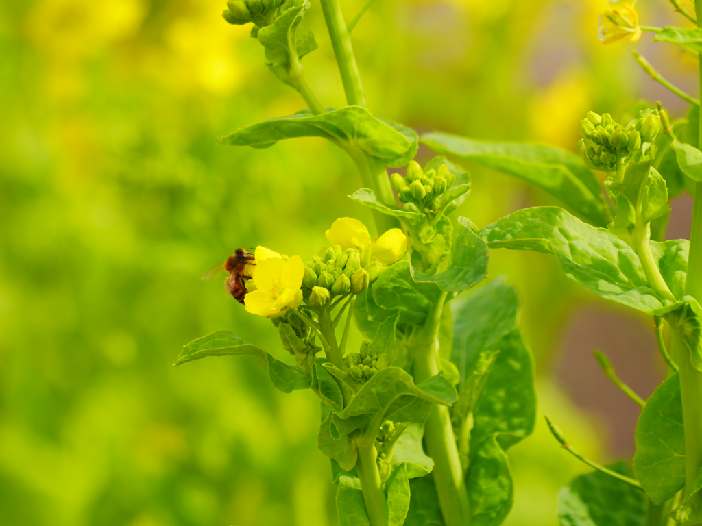 菜花とミツバチ