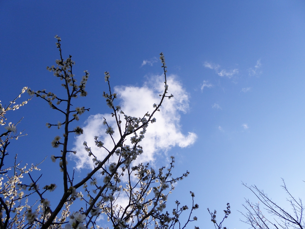 梅空