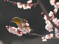 花粉舞う