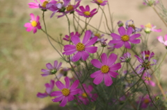 秋桜