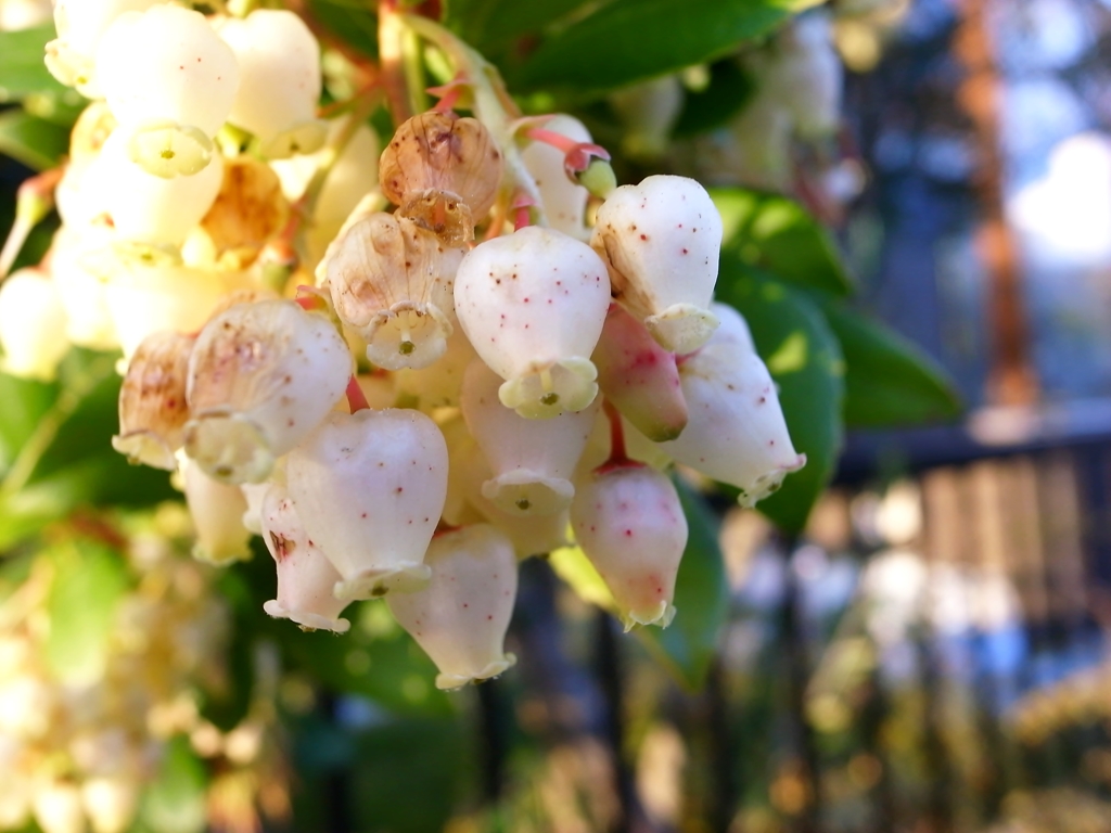 ツボのような花