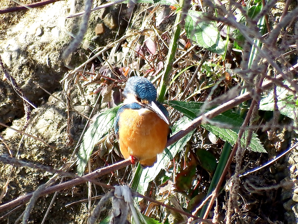 カワセミ