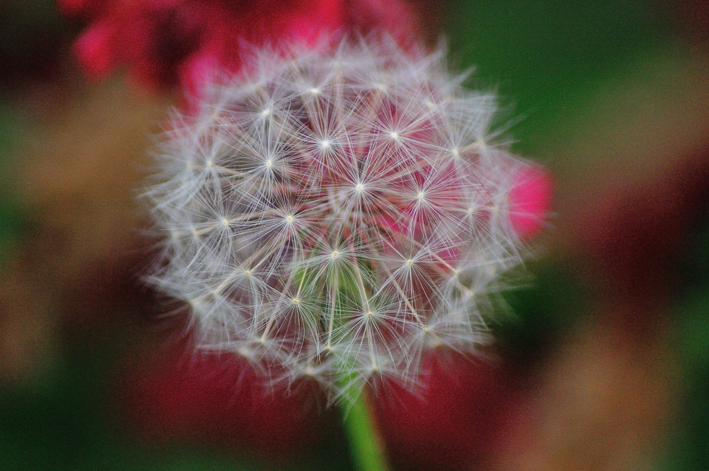 タンポポの綿帽子