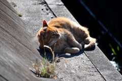 気持ちいいニャー