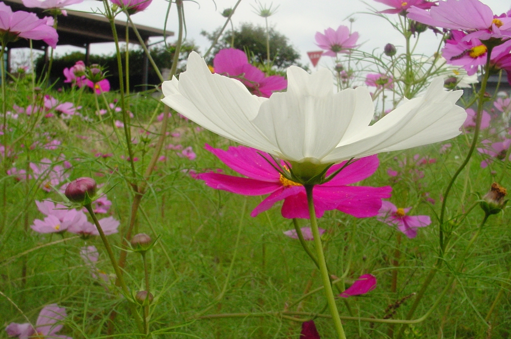 秋桜