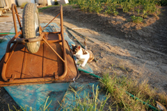 猫と一輪車