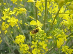 菜花の中で