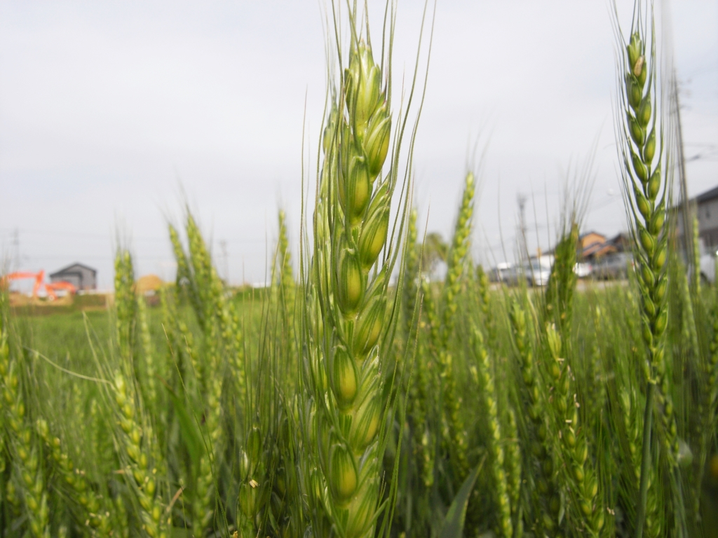 麦畑の向こう