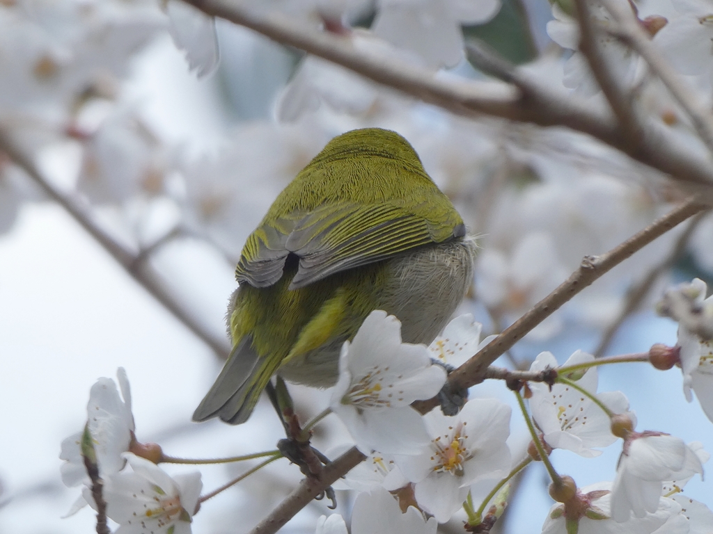 こっち向いて