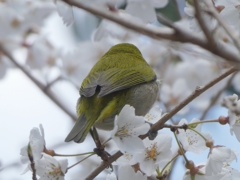 こっち向いて