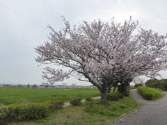 桜曇り