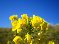 菜の花