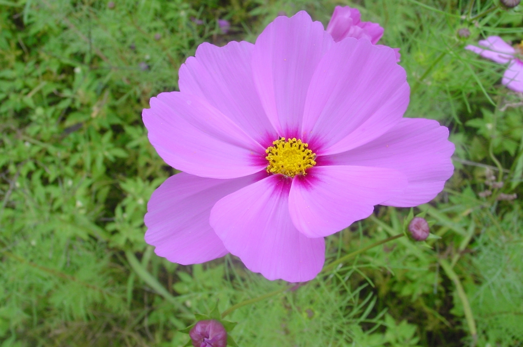 薄桃の秋桜