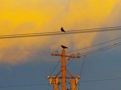 夕暮れカラス