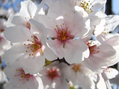 桜、いっぱい