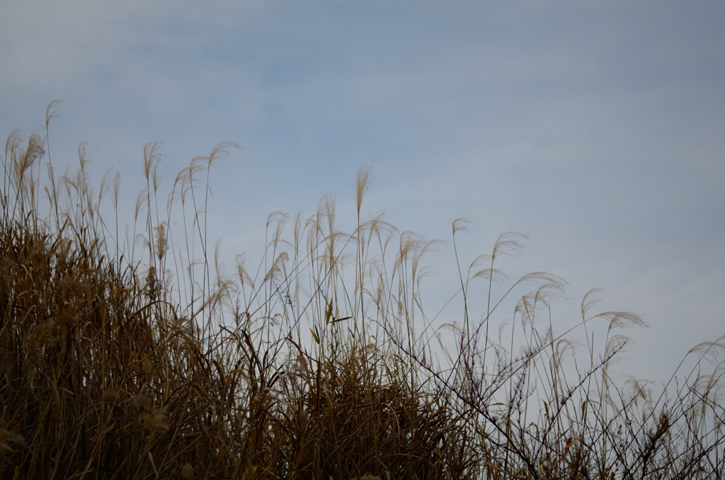 枯れススキ